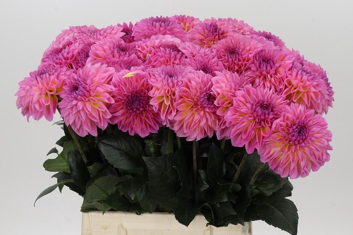 Dahlia Esli