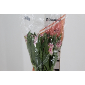 ALSTROEMERIA DUBAI 080 CM