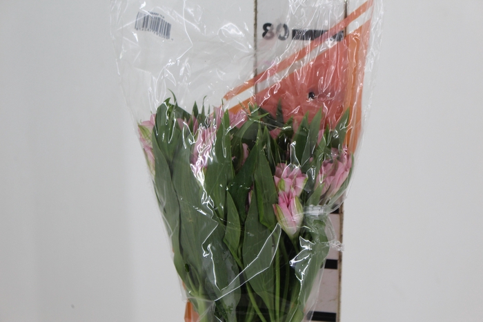 <h4>ALSTROEMERIA DUBAI 080 CM</h4>