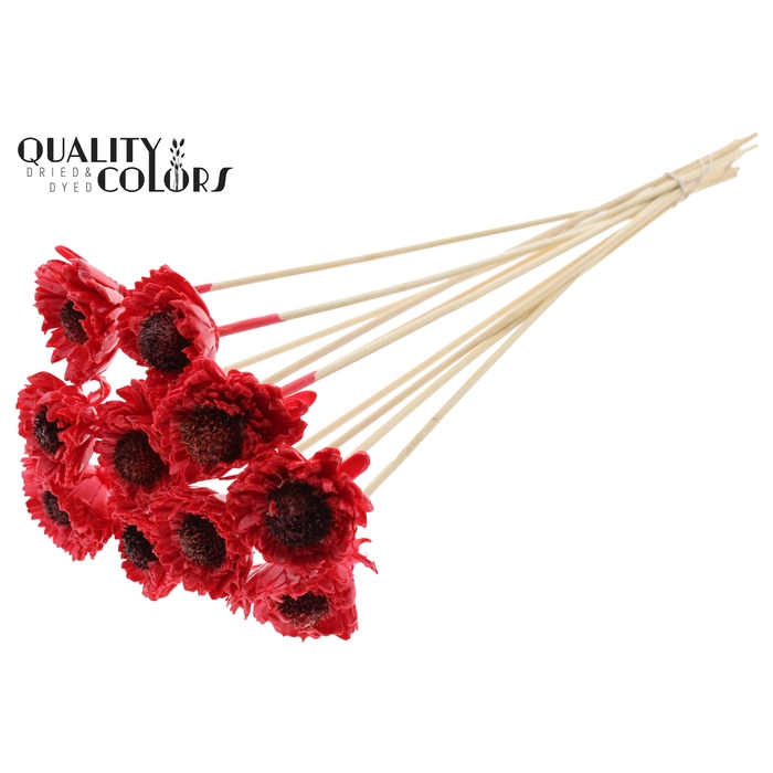 <h4>Shola Daisy Sunflower 6cm on stem Wax Red</h4>