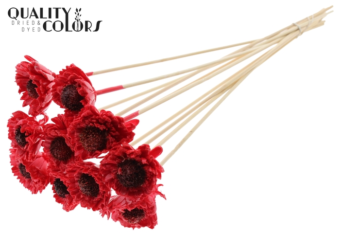 Shola Daisy Sunflower 6cm on stem Wax Red