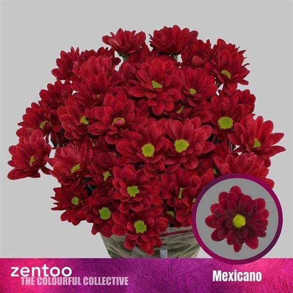 <h4>CHR T MEXICANO</h4>