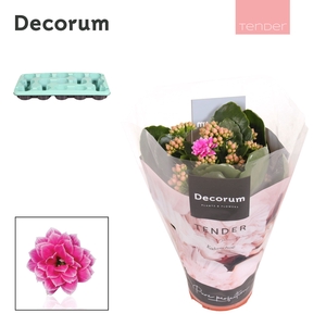 Kalanchoe Decorum TENDER - Serenity Purple White