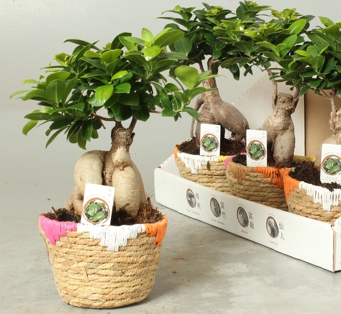 <h4>FIC MI GINSENG</h4>