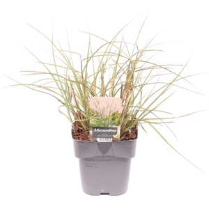 Miscanthus sin. 'Kleine Silberspinne'