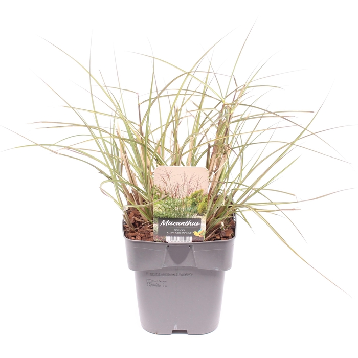 <h4>Miscanthus sin. 'Kleine Silberspinne'</h4>