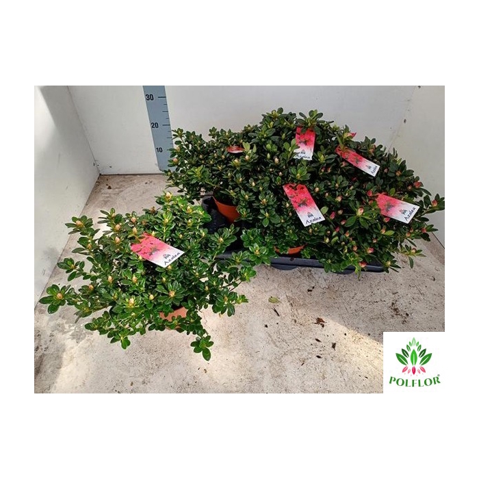 <h4>Rhododendron simsii mix 14Ø 30cm 35Ø</h4>