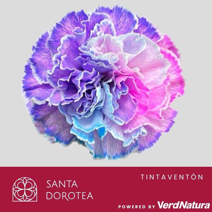 <h4>DI ST OV KLB H%</h4>