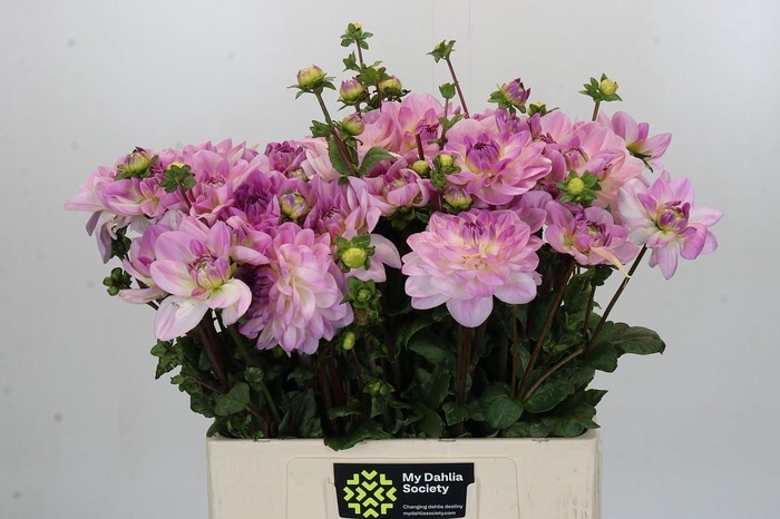 <h4>Dahlia Maro</h4>