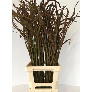 Salix Sekka Bandwilg