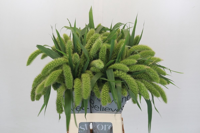 Setaria Italica Volle Melk