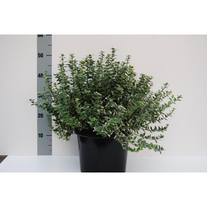 Euonymus Emerald Gaiety