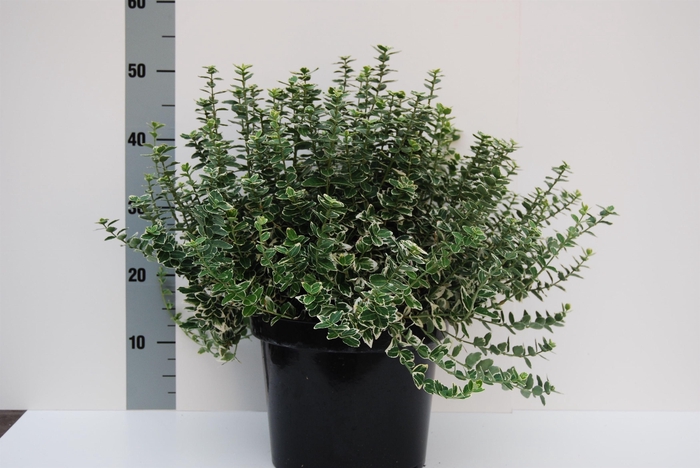 <h4>Euonymus Emerald Gaiety</h4>