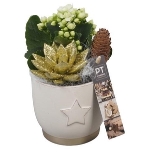 PTCHG5633 Arrangement Christmas Gold in keramiek p