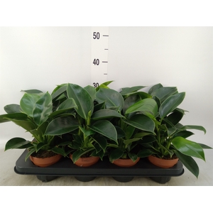 Philodendron  'Green Princess'