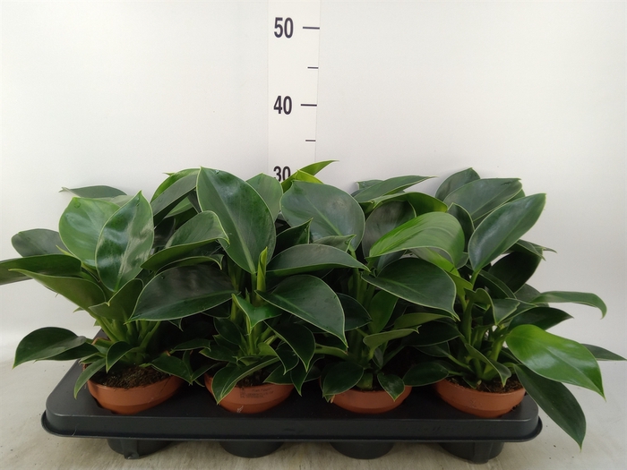 <h4>Philodendron  'Green Princess'</h4>