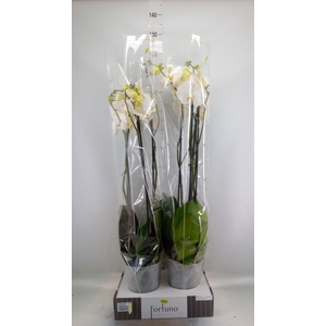 Phalaenopsis   ...white