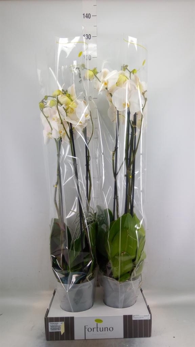 <h4>Phalaenopsis   ...white</h4>