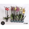 Phal Gem 5 Kl