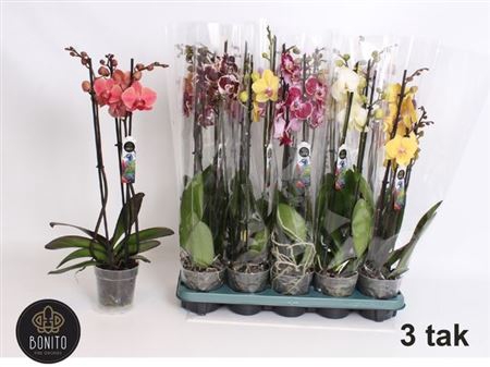 Phal Gem 5 Kl