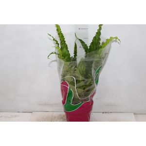 ASPLENIUM OSAKA CRESPO P19