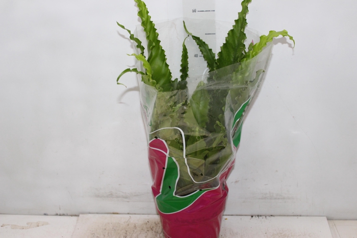 <h4>ASPLENIUM OSAKA CRESPO P19</h4>