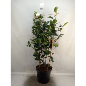 Camellia japonica