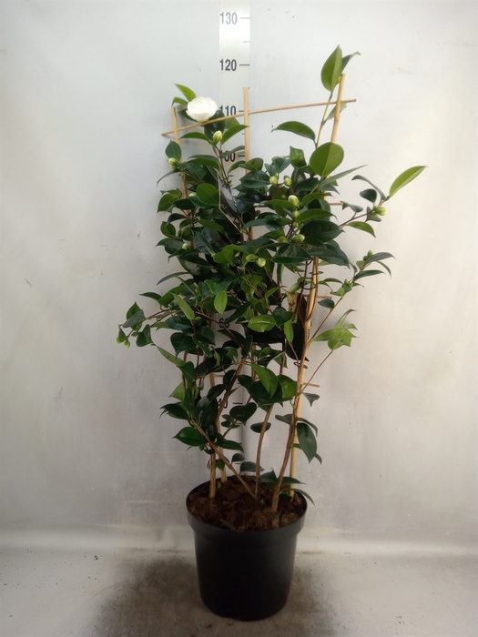 <h4>Camellia japonica</h4>