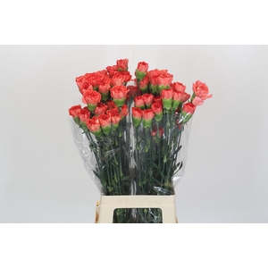 Dianthus St Arno