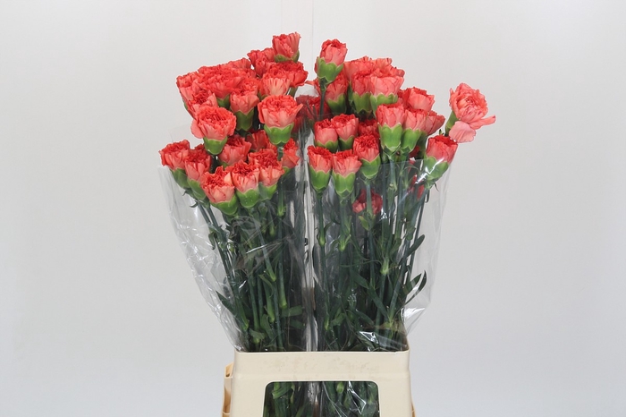 <h4>Dianthus St Arno</h4>