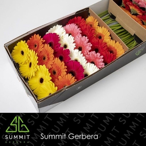 Gerbera Mix met wit Doos