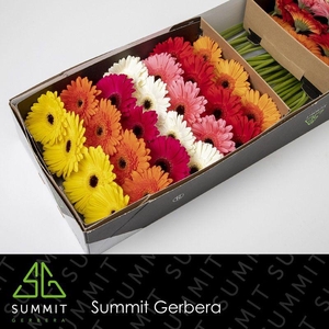 Gerbera Mix met wit Doos