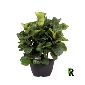 Ficus Lyrata Bambino ´Clumb´