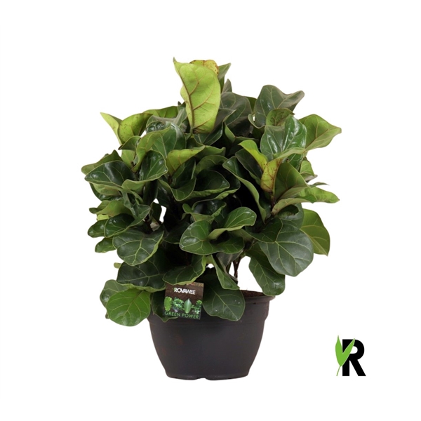 <h4>Ficus Lyrata Bambino ´Clumb´</h4>