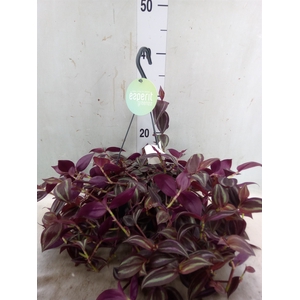 Tradescantia   ...