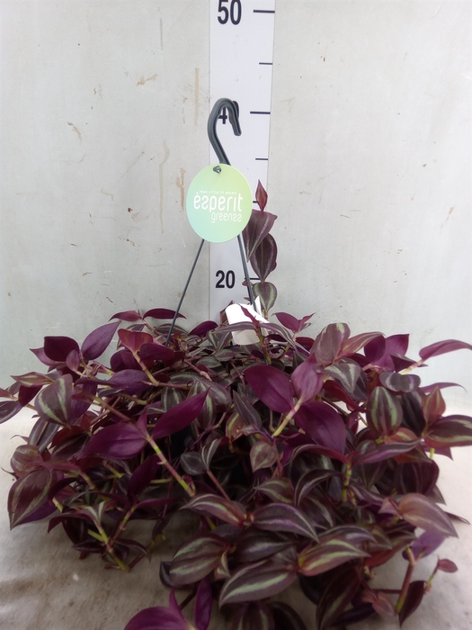 <h4>Tradescantia   ...</h4>