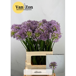 ALLIUM SENESCENS