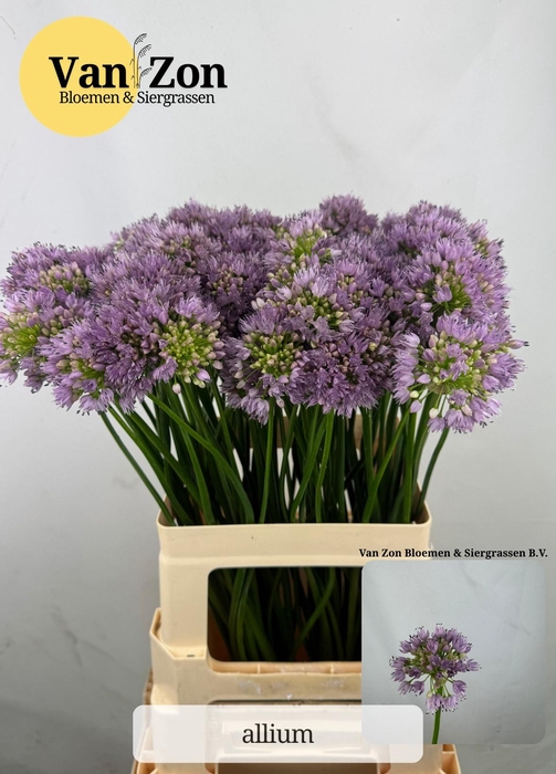 <h4>ALLIUM SENESCENS</h4>