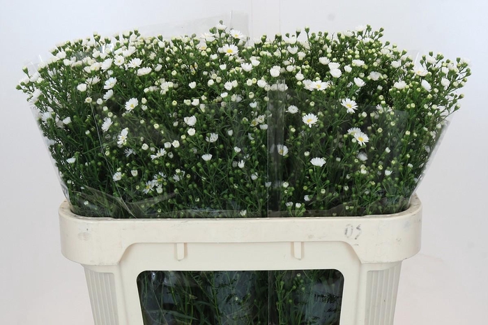 <h4>Aster Paquita</h4>