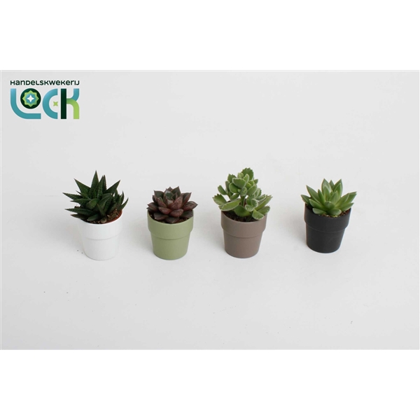 <h4>Succulenten in Sven kleuren mix</h4>