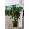 Citrus hystrix