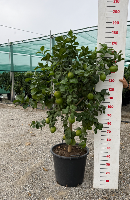 Citrus hystrix