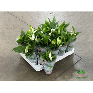 Spathiphyllum Pearl Cupido 7Ø 24cm 3fl