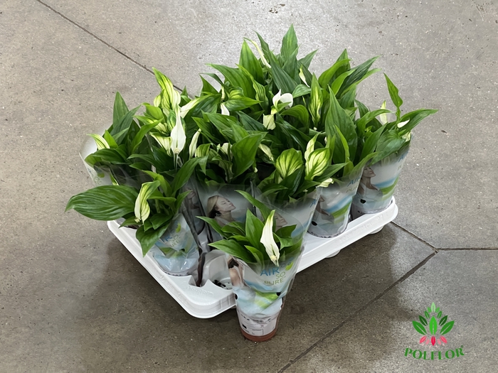 Spathiphyllum Pearl Cupido 7Ø 24cm 3fl