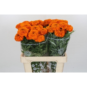 Tagetes Marigold Promise Orange