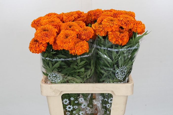 Tagetes Marigold Promise Orange