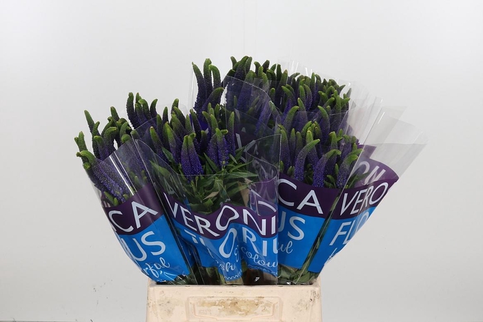 <h4>Veron Smart Navy</h4>