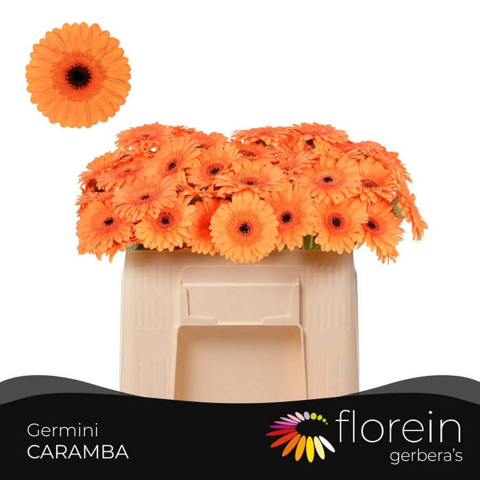 <h4>GE MI CARAMBA</h4>