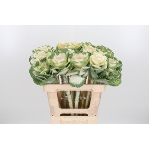 Brassica White Crane