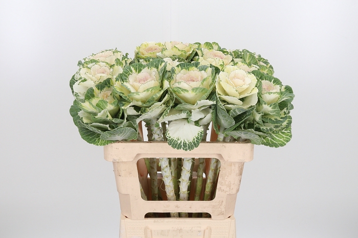 <h4>Brassica White Crane</h4>